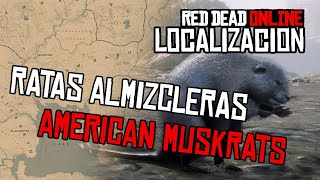 American Muskrats location Ratas Almizcleras RDR2 Online [upl. by Suiravad]