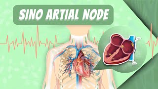 SA Node amp Rhythmical Excitation of Heart [upl. by Zhang]