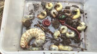 ASRM Clearing Catch find Dung Beetle  Millipedes Worm insects ASRM Super insects Millipedes010 [upl. by Ytirev]