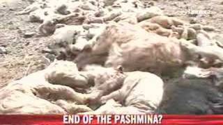 Pashmina goats dying of starvation [upl. by Sutsuj]