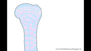 Endochondral ossification cartilaginous ossification [upl. by Flam91]