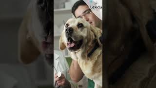 Tratamiento para perros con problemas cardíacos perros veterinario problemasdecorazon [upl. by Claudius]