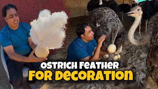 Ostrich Eggs And Feathers For Decoration At Home  Pakistan Ostrich Farm Brand [upl. by Dolley437]