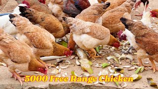 Free range chicken farm  Raising 5000 freerange chickens  Harvesting adult chickens [upl. by Eirol]