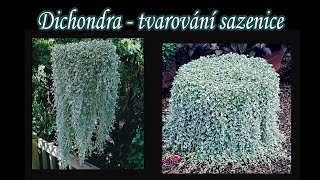 Dichondra  tvarování sazenice [upl. by Gambrill46]