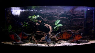 Cichlasoma cyanoguttatum Spawningastronotus ocellatus  chillstep Ep 10 [upl. by Elleynod]