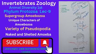 invertebrates zoologyphylumprotozoaLec9supergroupamoebozoavarieties ofpseudopodiaviralget [upl. by Omlesna]