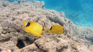 Snorkeling in Hanauma Bay Nature Preserve Hawaii snorkeling hawaii oahu hanaumabay [upl. by Ojibbob679]