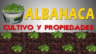 CULTIVO Y PROPIEDADES DE LA ALBAHACA [upl. by Lohse323]