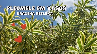 Como cultivar a PLEOMELE ou DRACENA variegada em vasos  Dicas e ideias  Jardinagem [upl. by Marchese295]