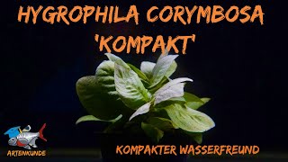 Kompakter Wasserfreund  Hygrophila corymbosa quotKompaktquot  Aquaddicted Artenkunde  XMAS Türchen 17 [upl. by Solana]