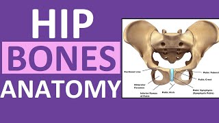 Pelvis Hip Bones Anatomy Os Coxae Pelvic Girdle  Ilium Ischium Pubis [upl. by Ahseneuq]