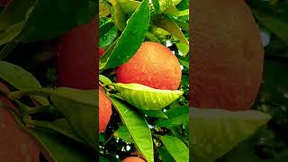 Johanna thaka Bachir duashortbeautiful fruitPle sub [upl. by Ahsenik]