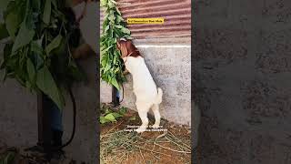 Gurukrupa Boer Goat Farm Sangli MH goats goatfarminindia farming goatfarm goatfarming goat [upl. by Budworth]