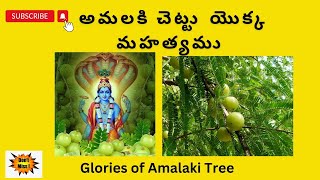 The Importance of Amalaki TreeGlories of Amalaki tree HG Sriprada Rangadevi dasi [upl. by Rossing192]