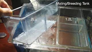 Zebrafish mating  breeding tanks 12L and 2L introduction [upl. by Ahsinaw]