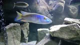 Champsochromis Caeruleus in 4K [upl. by Bohs]