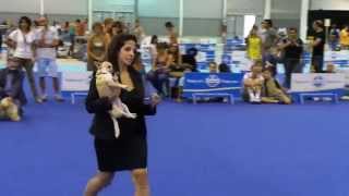 ENCI Mostra Canina Gara Bellezza Cani  Video Fiera di Roma [upl. by Aihcats350]