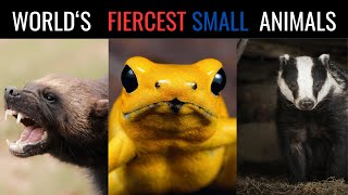 10 Fiercest Small Animals in the World Absolutely Unbelievable [upl. by Nealah292]