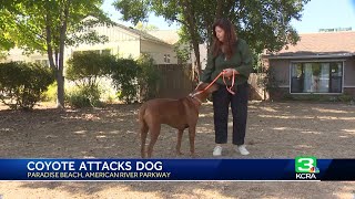 Dog injured by coyote near Paradise Beach owner says [upl. by Thetos60]