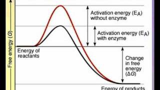 Action of Enzymes A Level AS Biology Revision [upl. by Jona360]