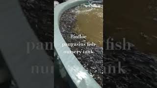 Biofloc pangasius nursery tankfishing aquaculture fish biofloc pangasius [upl. by Elacim]