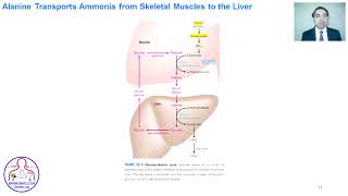 Amino Acid Oxidation and the Production of Urea Biochemistry and other Life Sciences [upl. by Betthezel]