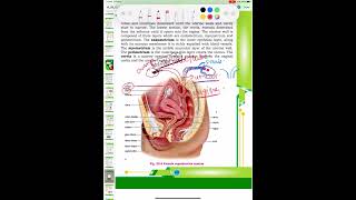 Female Reproductive System Lec8 Part1 Biologynewedition STB SKNonlineclasses PMDC MDCAT 2024 [upl. by Philipson]