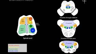 Understanding brainstem cranial nerve nuclei [upl. by Henryetta]