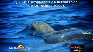 RIVIERA NAYARIT TV SPOT [upl. by Wurtz]