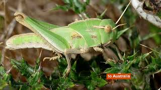 Migratory Locust Facts You Wont Believe [upl. by Eisse]