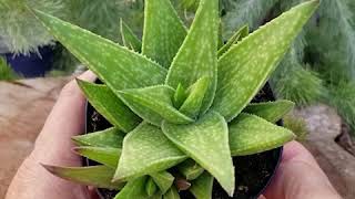 Quick Peek Gasteraloe Green Gold [upl. by Zeba273]