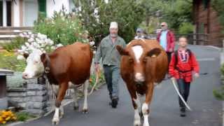 Alpabzug in Wengen  Cows return from the Alp to the Valley in Wengen [upl. by Barnabe]