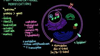 Post Translational Modifications [upl. by Nitsur]