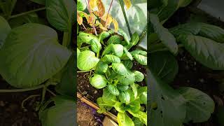 OCTOBER  Tatsoi harvest allotment tatsoi asiangreen gardening [upl. by Eivol]