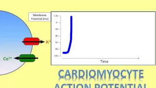 Where Does That Ion Go A Video of the Cardiomyocyte Action Potential Part 2 [upl. by Fornof727]