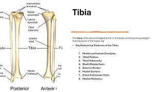 Understanding the Tibia and Fibula  Anatomy and Key Features [upl. by Leban]