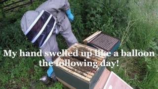 New UK Beekeeper Blog 12  Angry Bees  Part 2 [upl. by Anirtac]