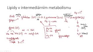 Katabolismus lipidů [upl. by Naols457]