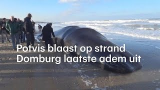 Walvis dood op Zeeuws strand  RTL NIEUWS [upl. by Shultz]