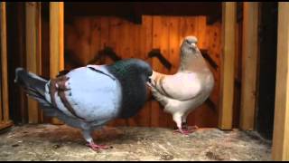 Documentary on Fancy Pigeon Breeding [upl. by Ronn]