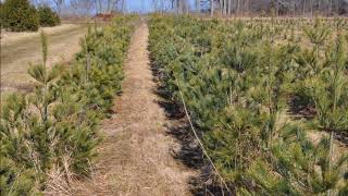 White pine tree plantings tips for beginners Best Size to Plant [upl. by Polash642]