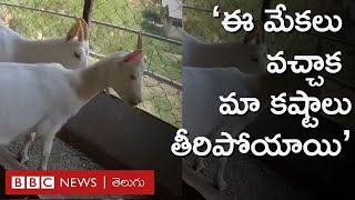 Saanen Goat ఈ మేకలు పెంచడం మొదలుపెట్టాక మా కష్టాలు తీరిపోయాయి ఈ మేకల ప్రత్యేకత ఏంటంటే [upl. by Crandall]