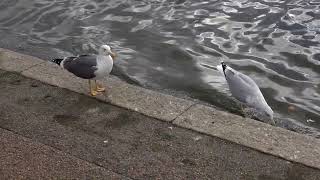 Odd gull couple [upl. by Fidelio]