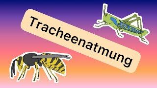 Die Atmung der Insekten Tracheen [upl. by Aray442]