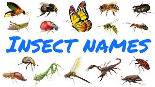 30 Insect Names in English  Learn insect names  Improve your English vocabulary  Lesson 15 [upl. by Onil269]