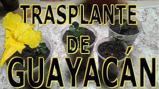 Trasplante de plantulas De GUAYACAN AMARILLO🌻💛🌿  IMPORTANTE ❗❗ [upl. by Hgielra411]