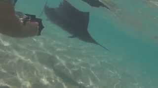 Fast Sailfish swimming almost attacks diver [upl. by Sussna]