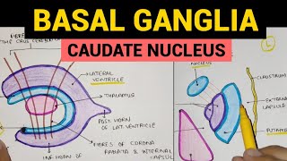 Basal Ganglia  1  Caudate Nucleus [upl. by Karla508]