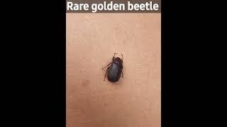 golden beetle in at home goldenbeetle beetle shorts shortsviral [upl. by Malsi]